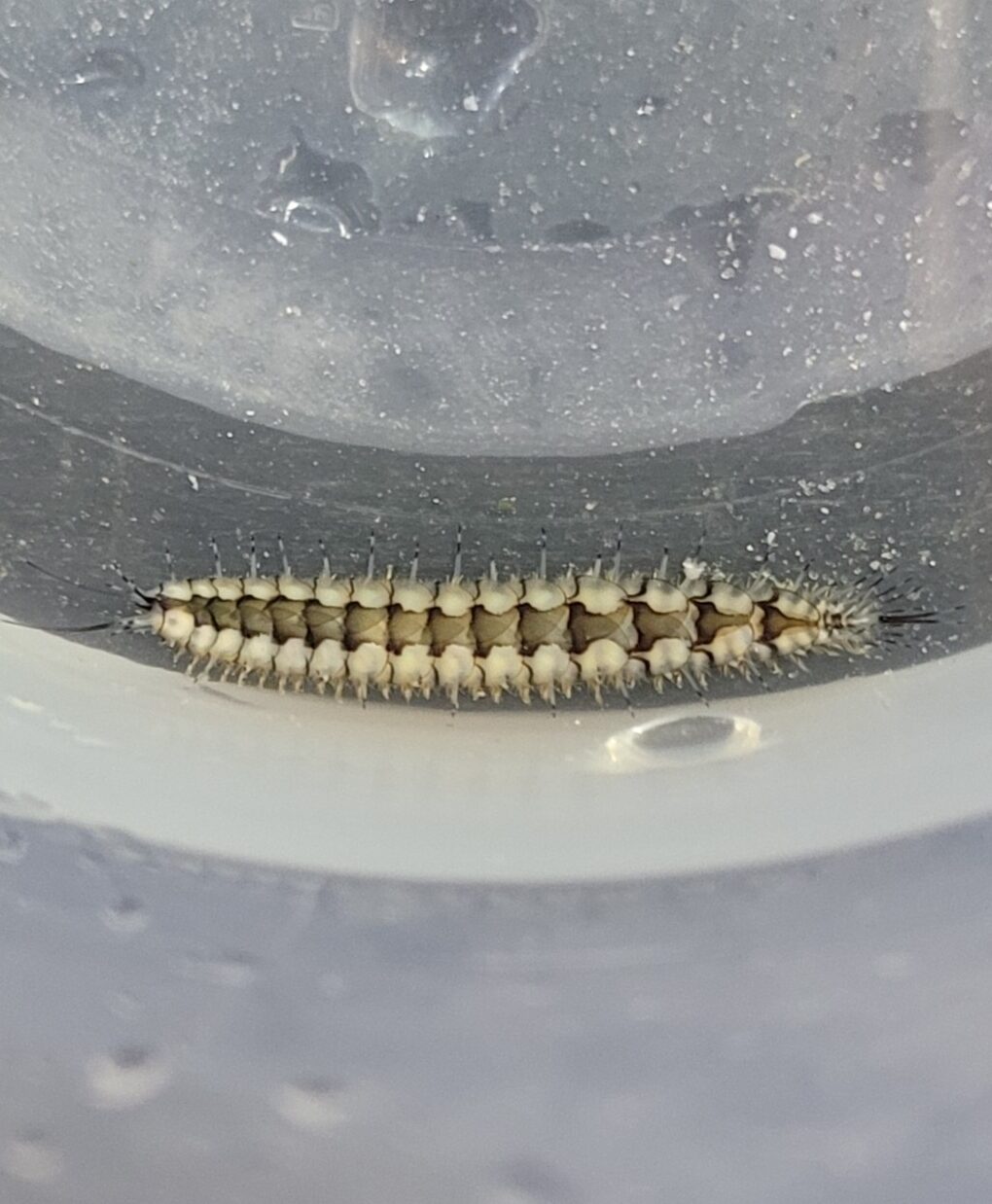 segmented worm - Malmgreniella variegata