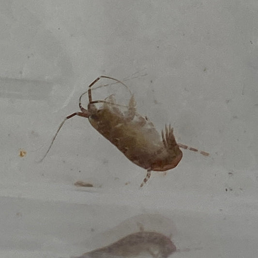 Amphipod