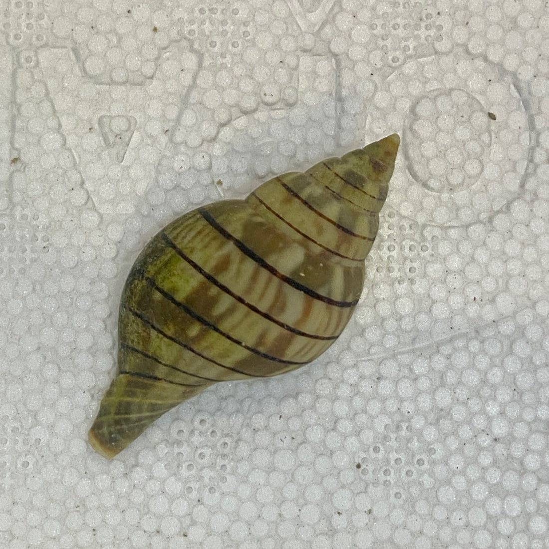 Banded Tulip Snail - Fasciolaria hunteria