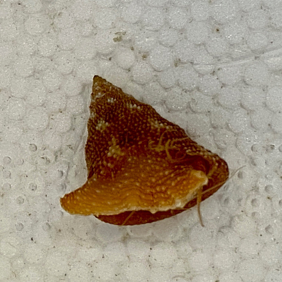 Tampa Bay Top Snail - Calliostoma tampaense