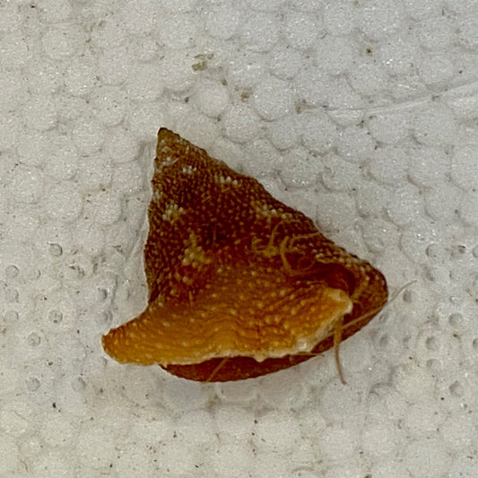 Tampa Bay Top Snail - Calliostoma tampaense
