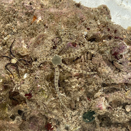 Micro Brittle Starfish - various sp.