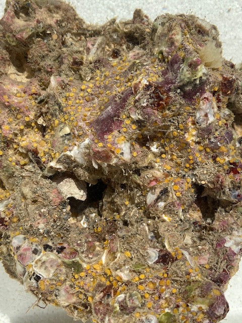 Yellow Boring Sponge - Siphonodictyon brevitubulatum