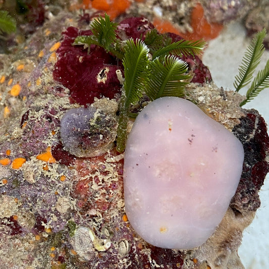Pink Condominium Tunicate - Aplidium sp