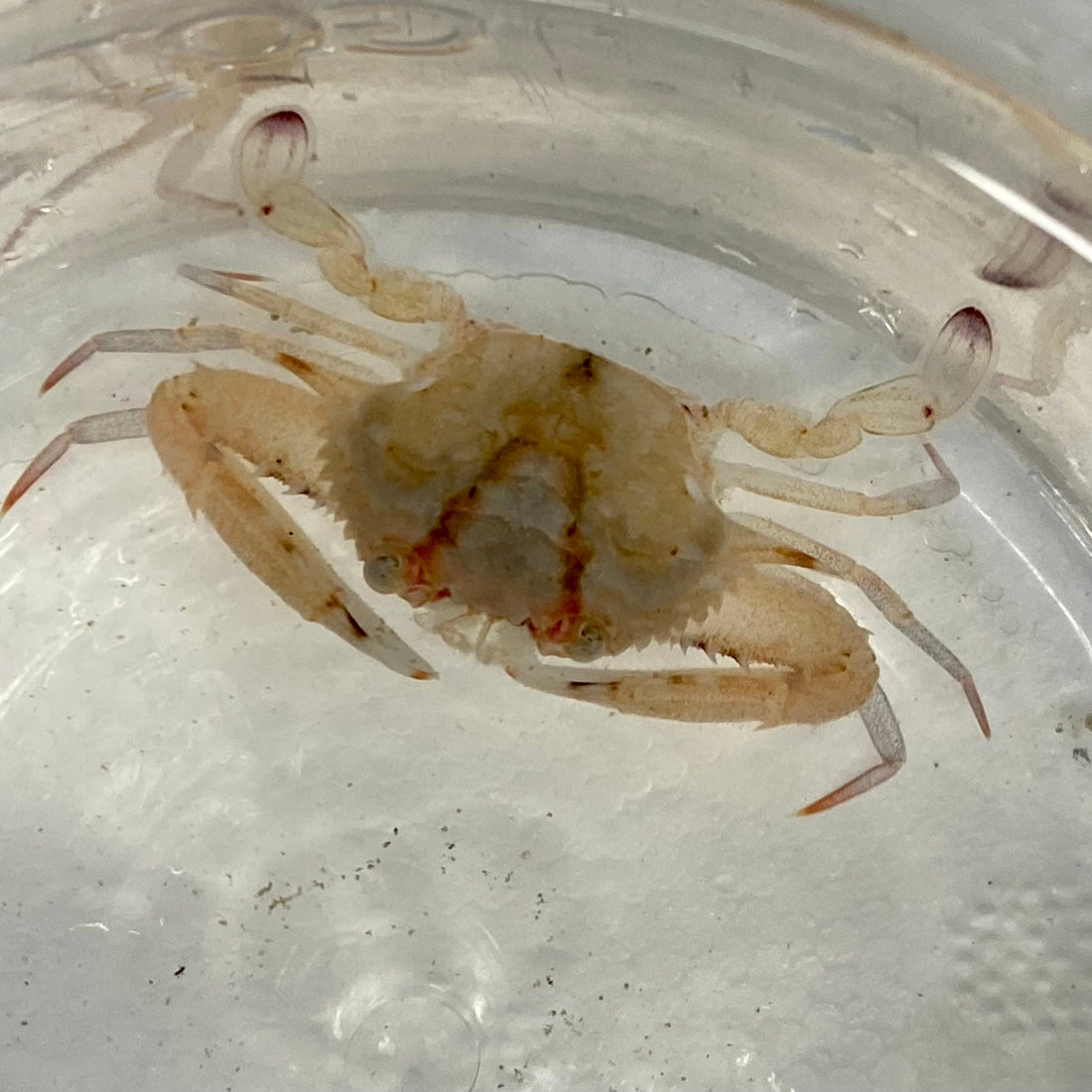 Delicate Swimming Crab - Portunus