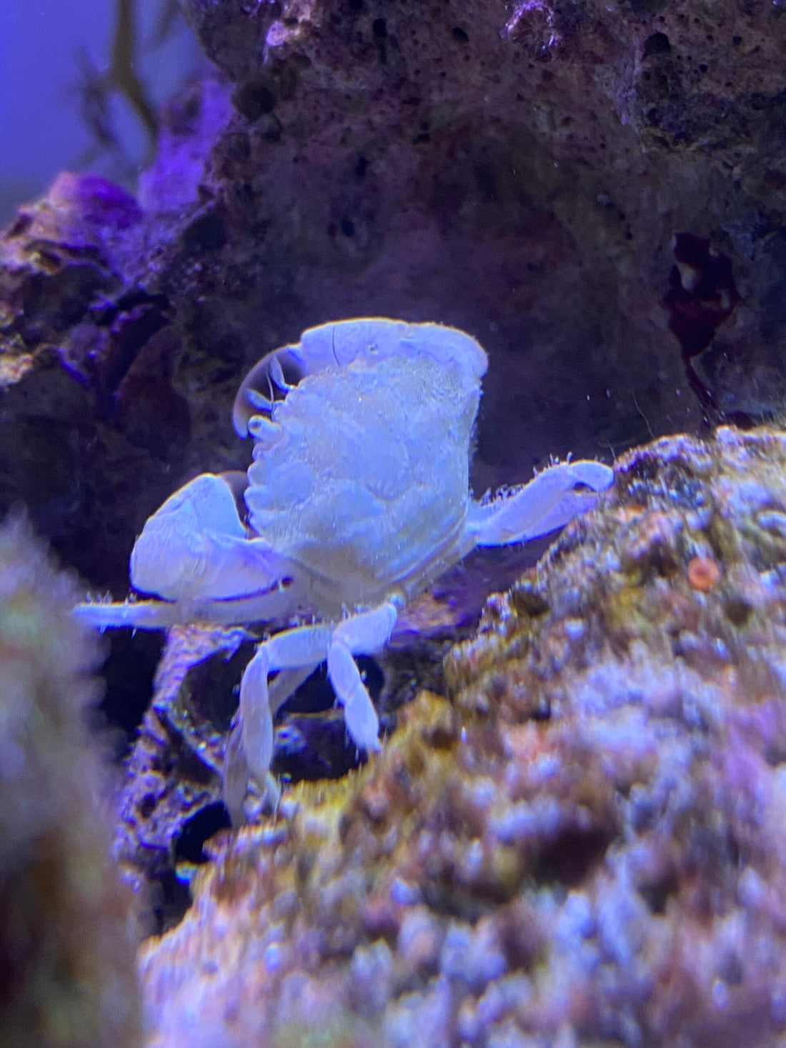 Albino Crab - tbd