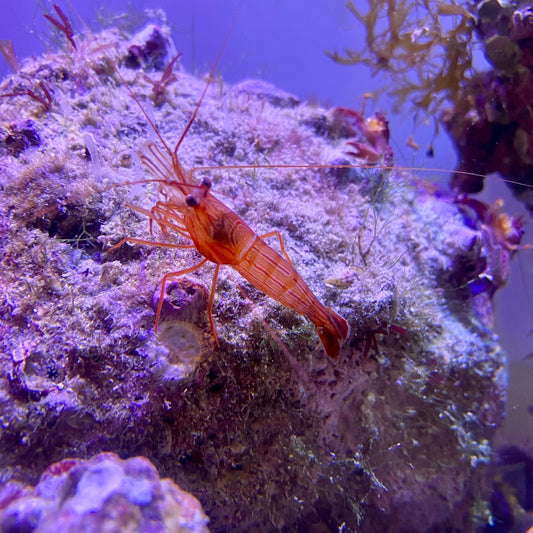 Peppermint Shrimp - Lysmata boggessi