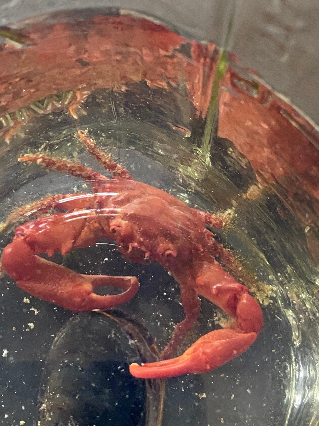 Ruby Clinging Crab - Mithraculus forceps