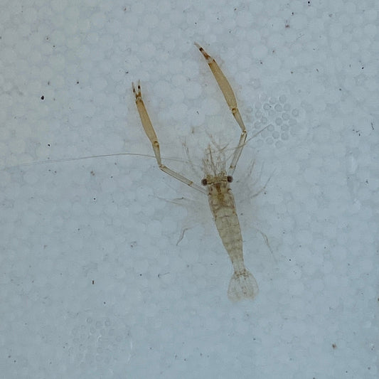 Shrimp tbd