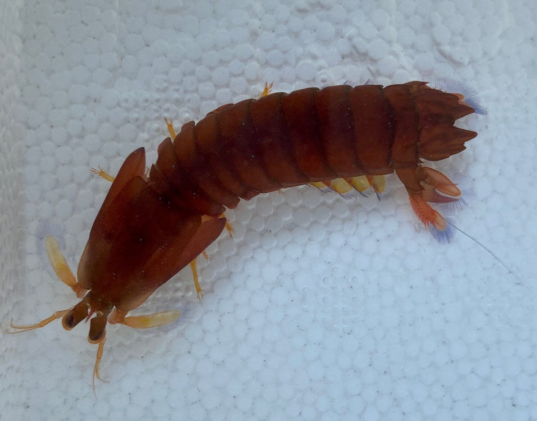 Smasher Mantis Shrimp - Neogonodactylus Wennerae
