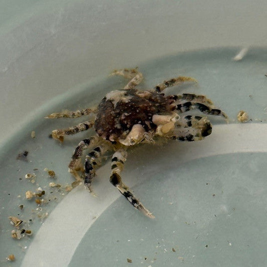 tbd crab