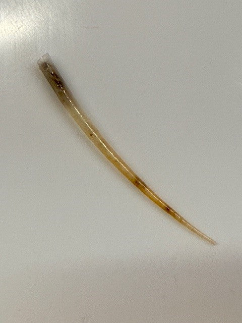 Antalis vulgaris - Common Tusk Shell