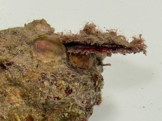 Undetermined bivalve -Scallop