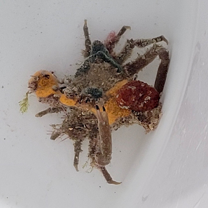 Decorator Crab -TBS Farm