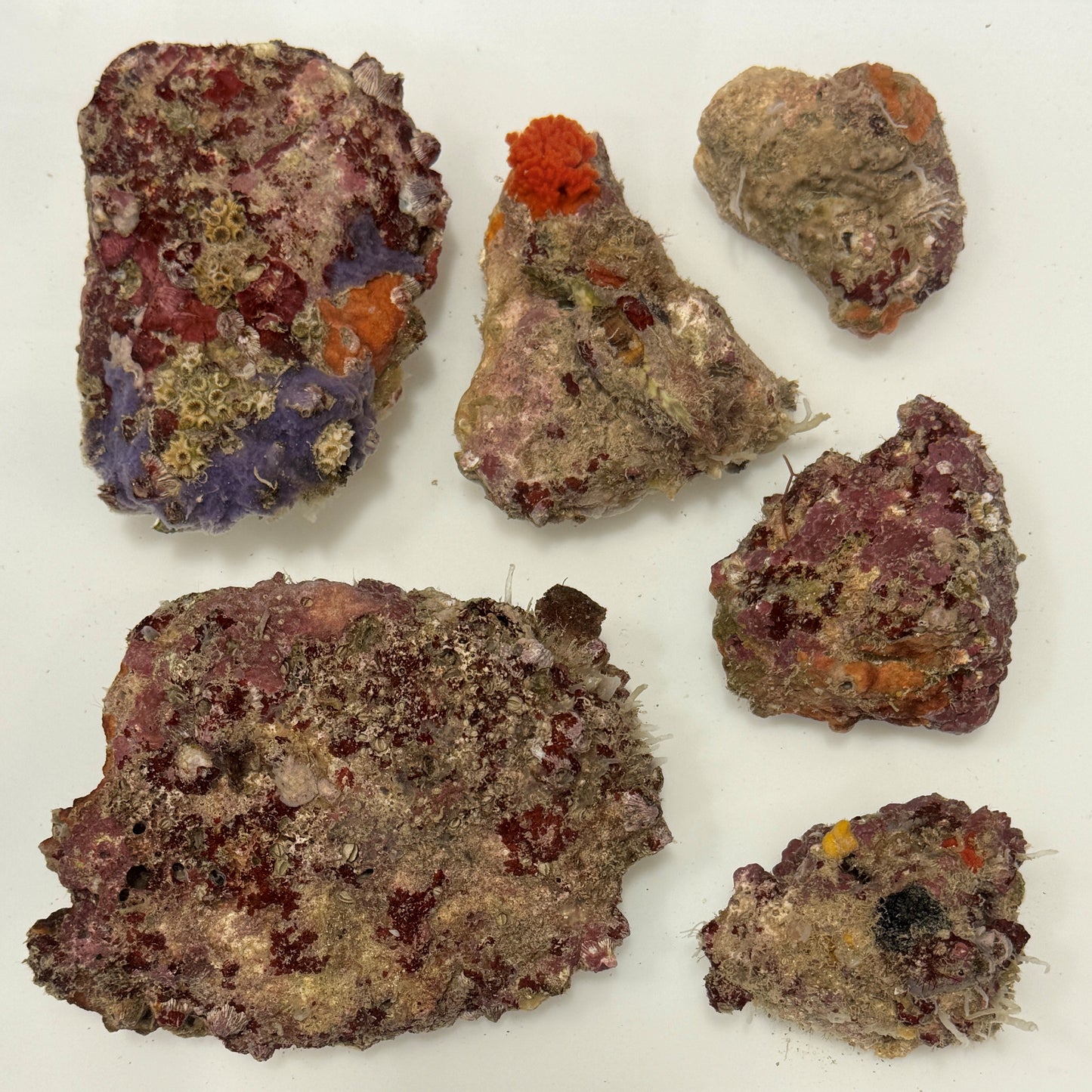 Box of Rox - 5 pounds nano Premium Live Rock