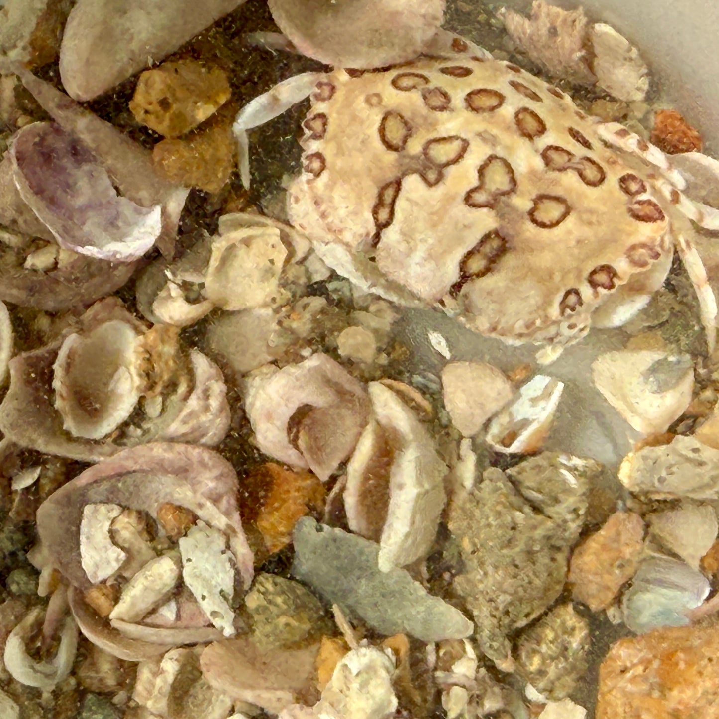 Calico Crab - TBS farm