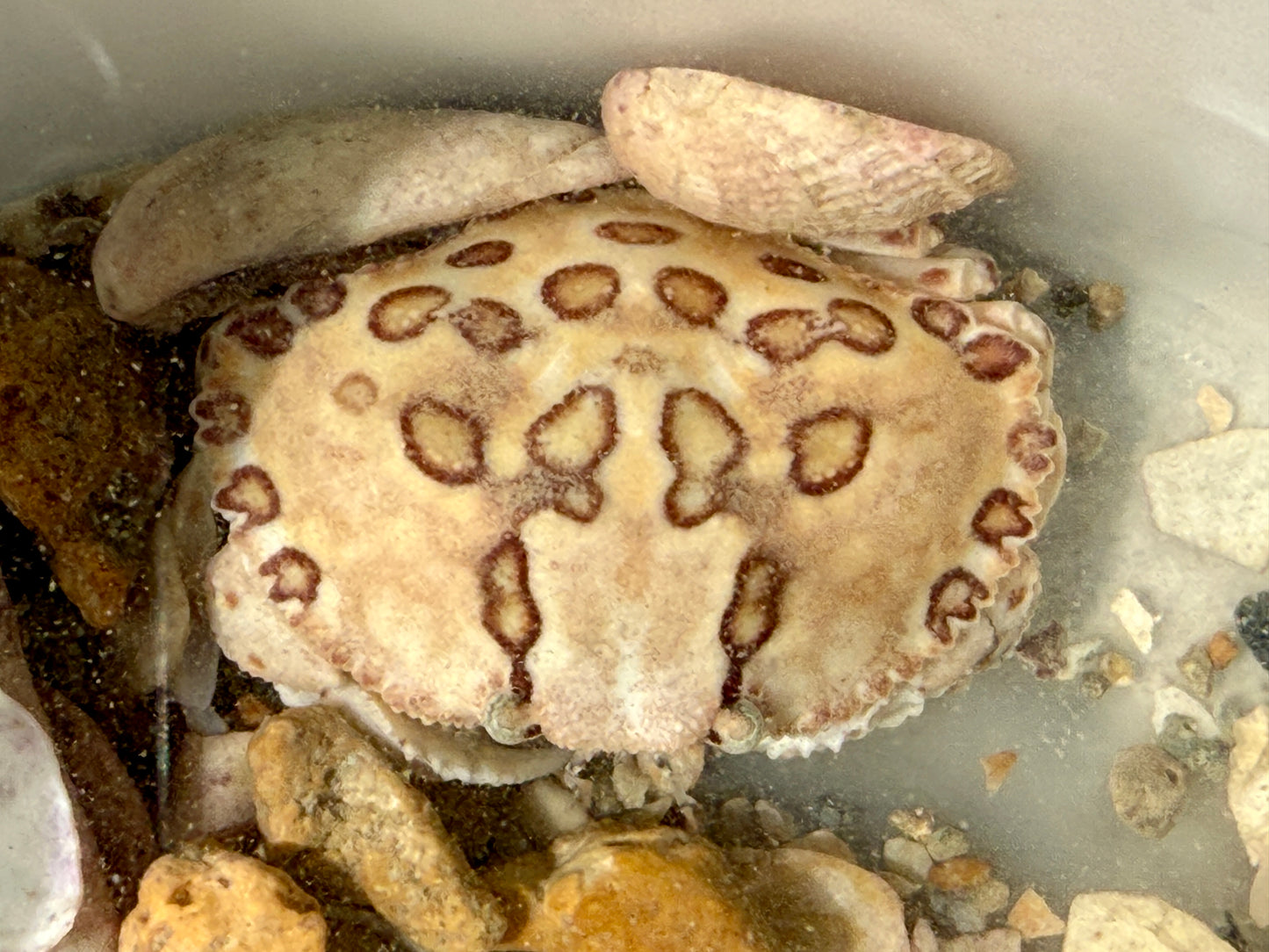 Calico Crab - TBS farm