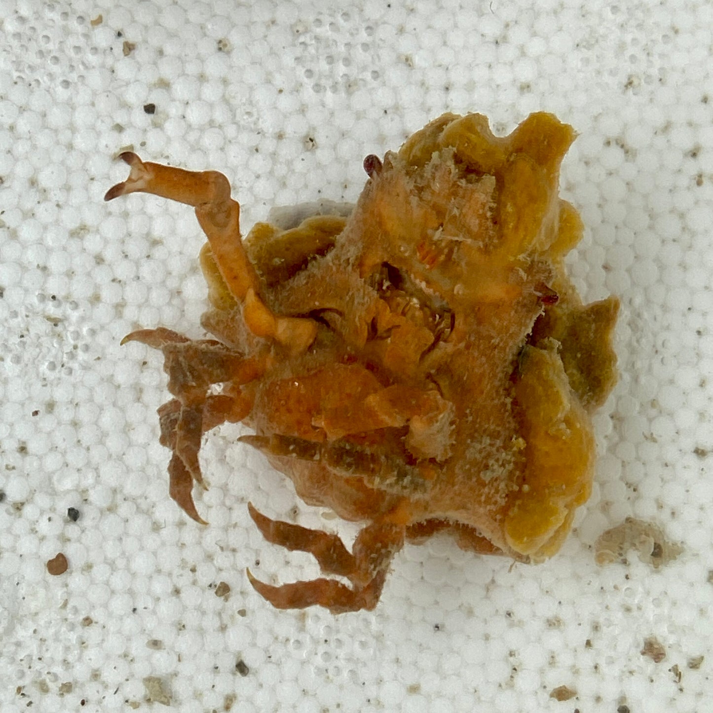 Decorator Crab -TBS Farm