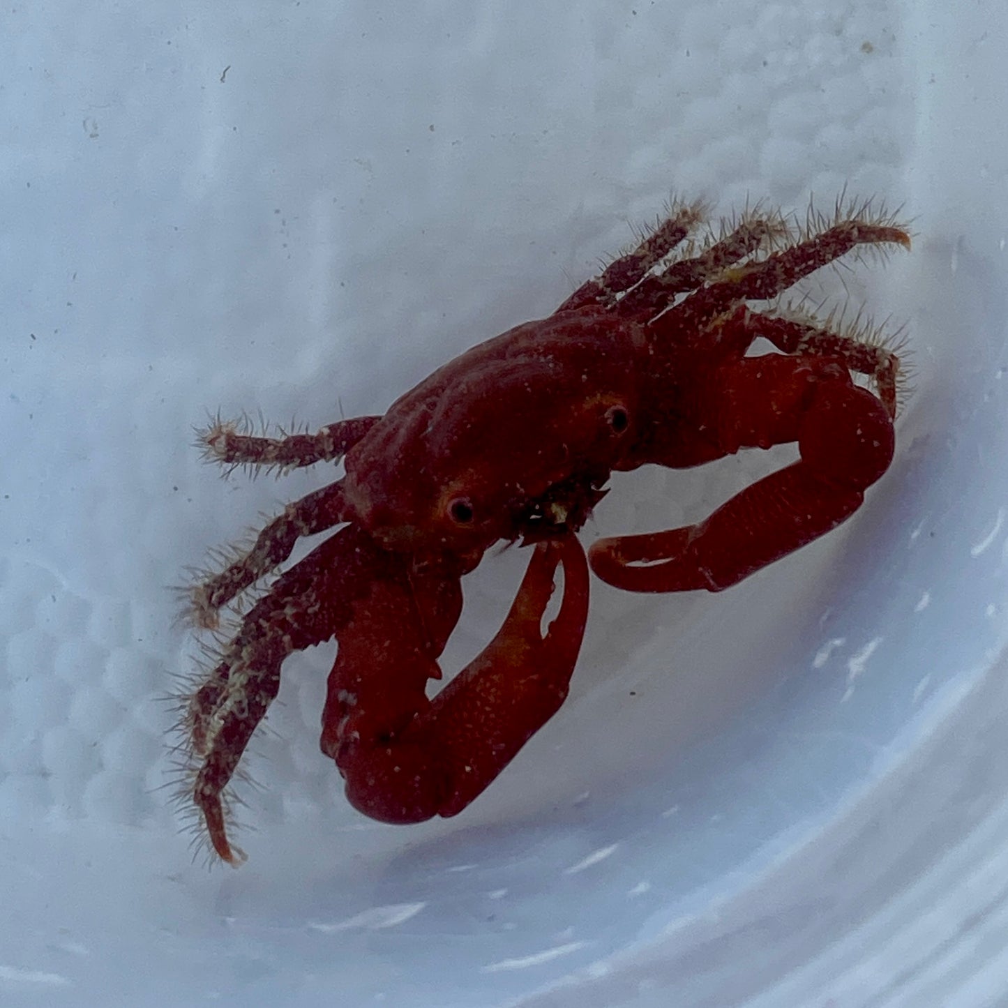Red Mithrax Crab - TBS farm