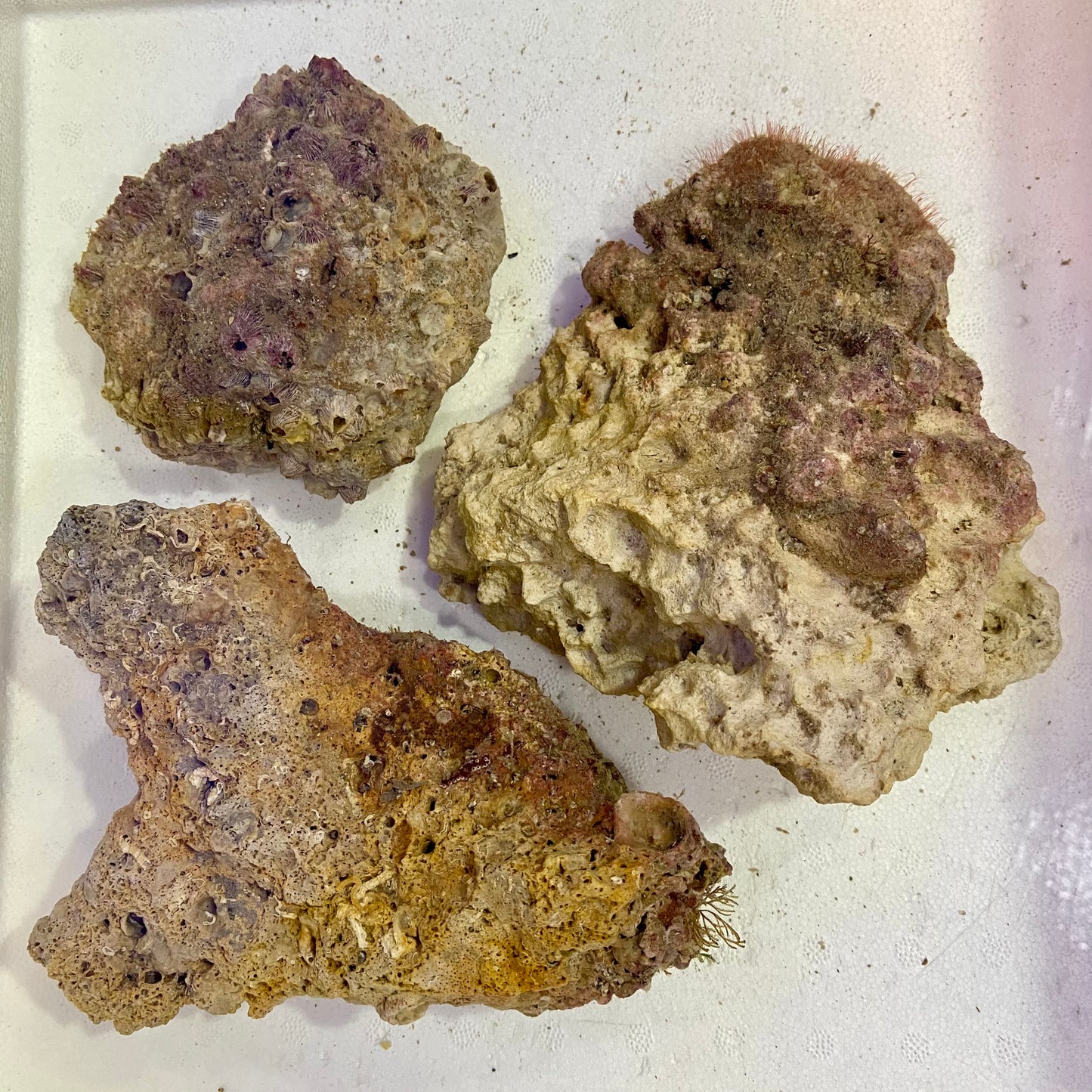 Box of Rox - 15 pounds nano Base Live Rock
