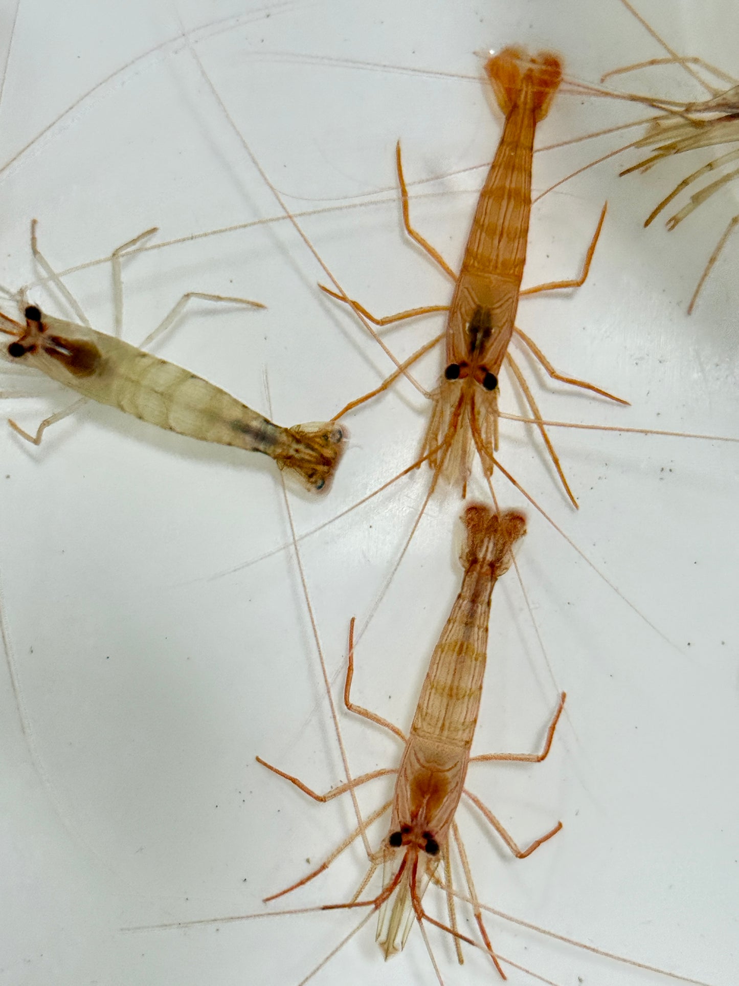 Florida Peppermint Shrimp