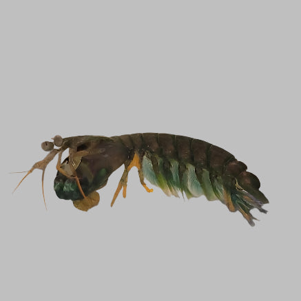 Smasher Mantis Box