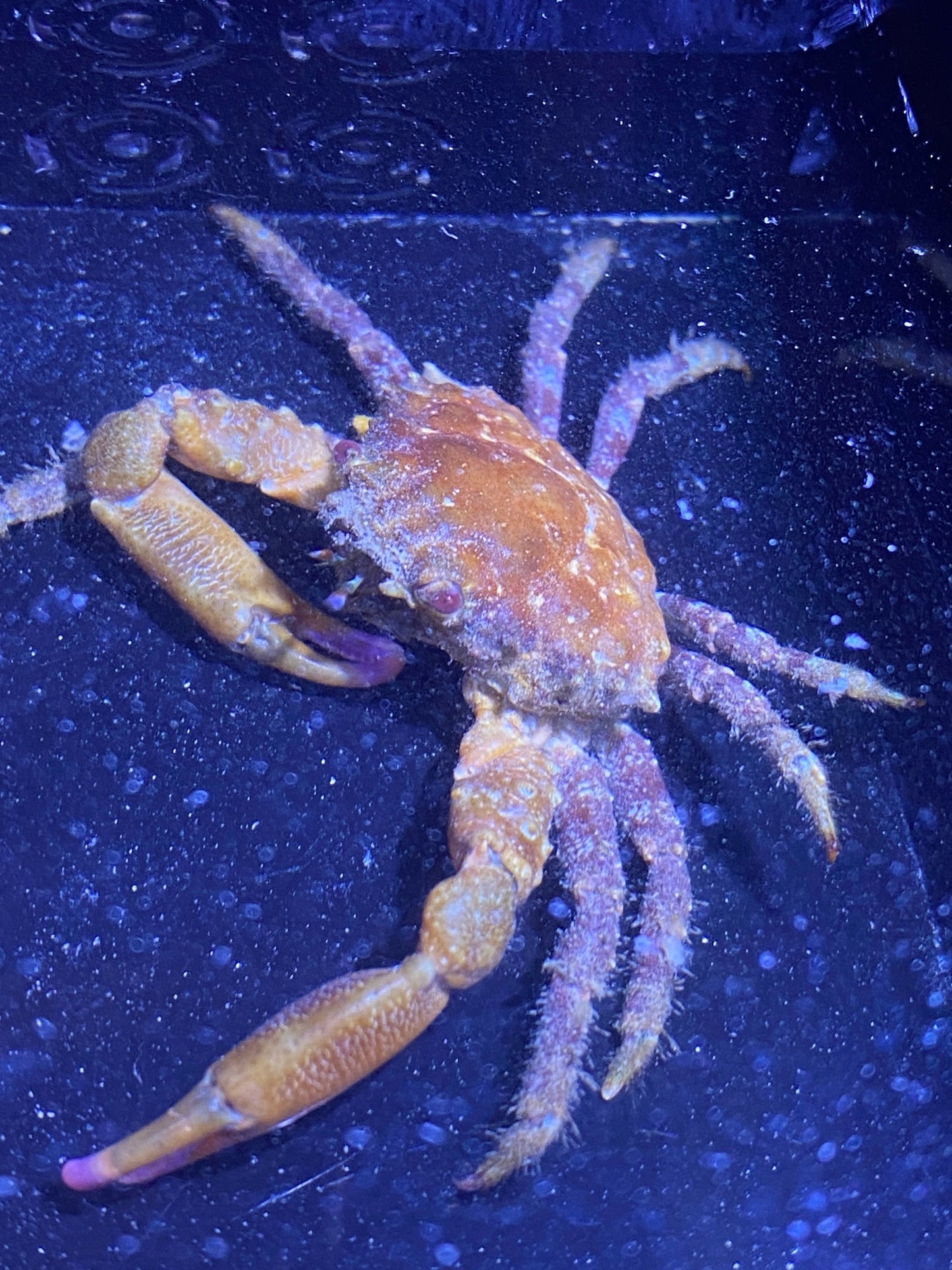 Shaggy Clinging Crab - TBS farm