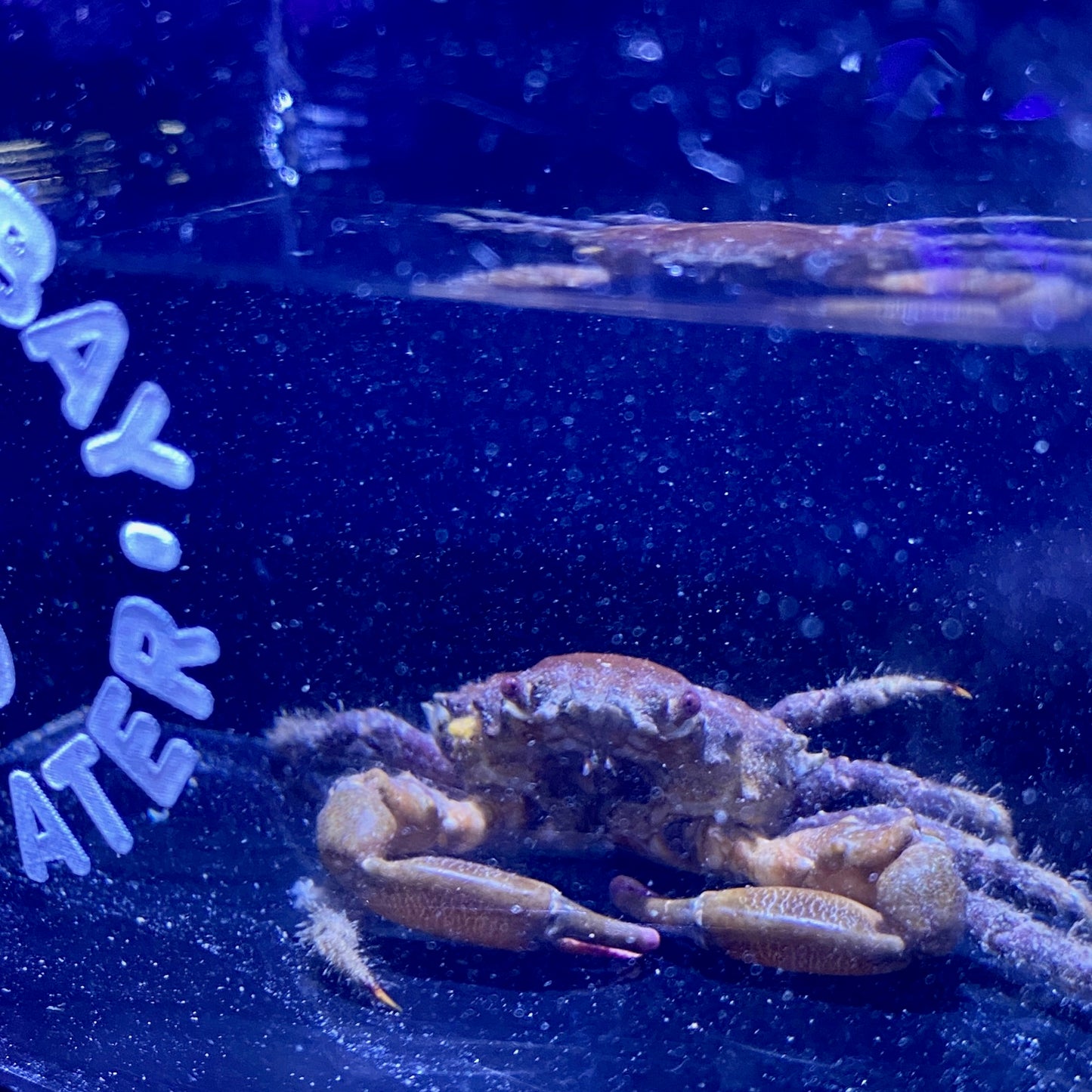 Shaggy Clinging Crab - TBS farm