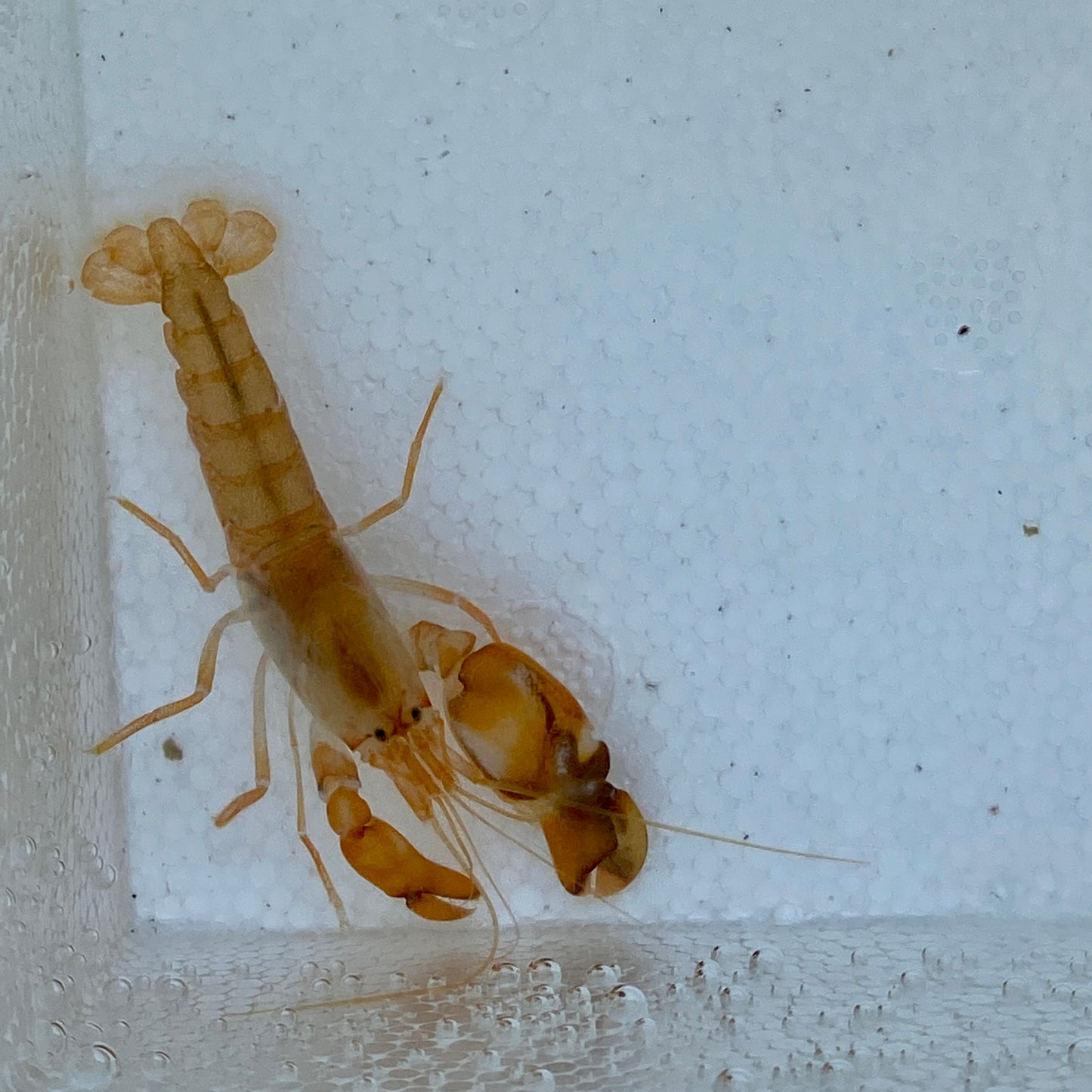 Florida Pistol Shrimp - TBS farm