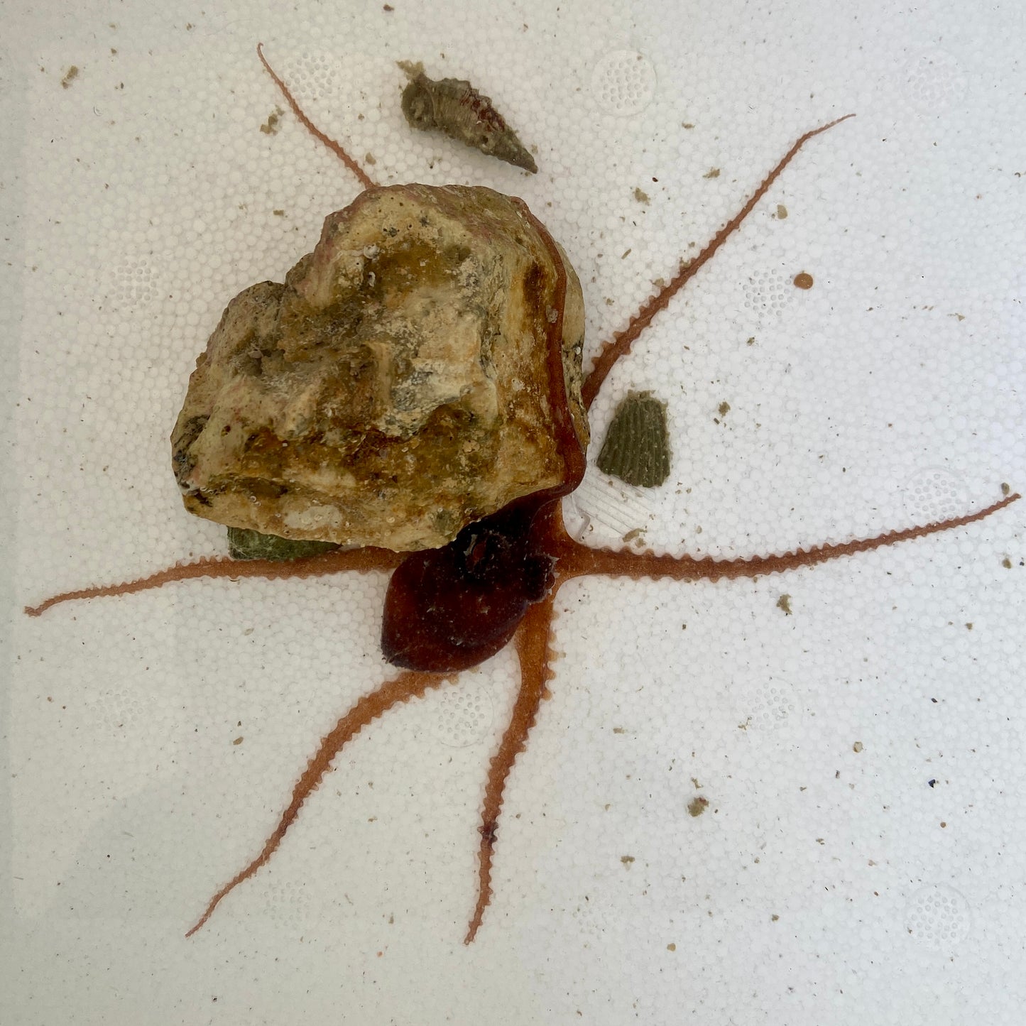 Dwarf Octopus - TBS farm