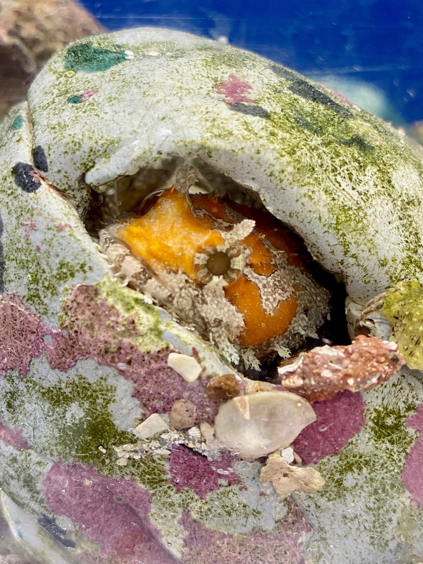 Toadfish (TBS farm origin)