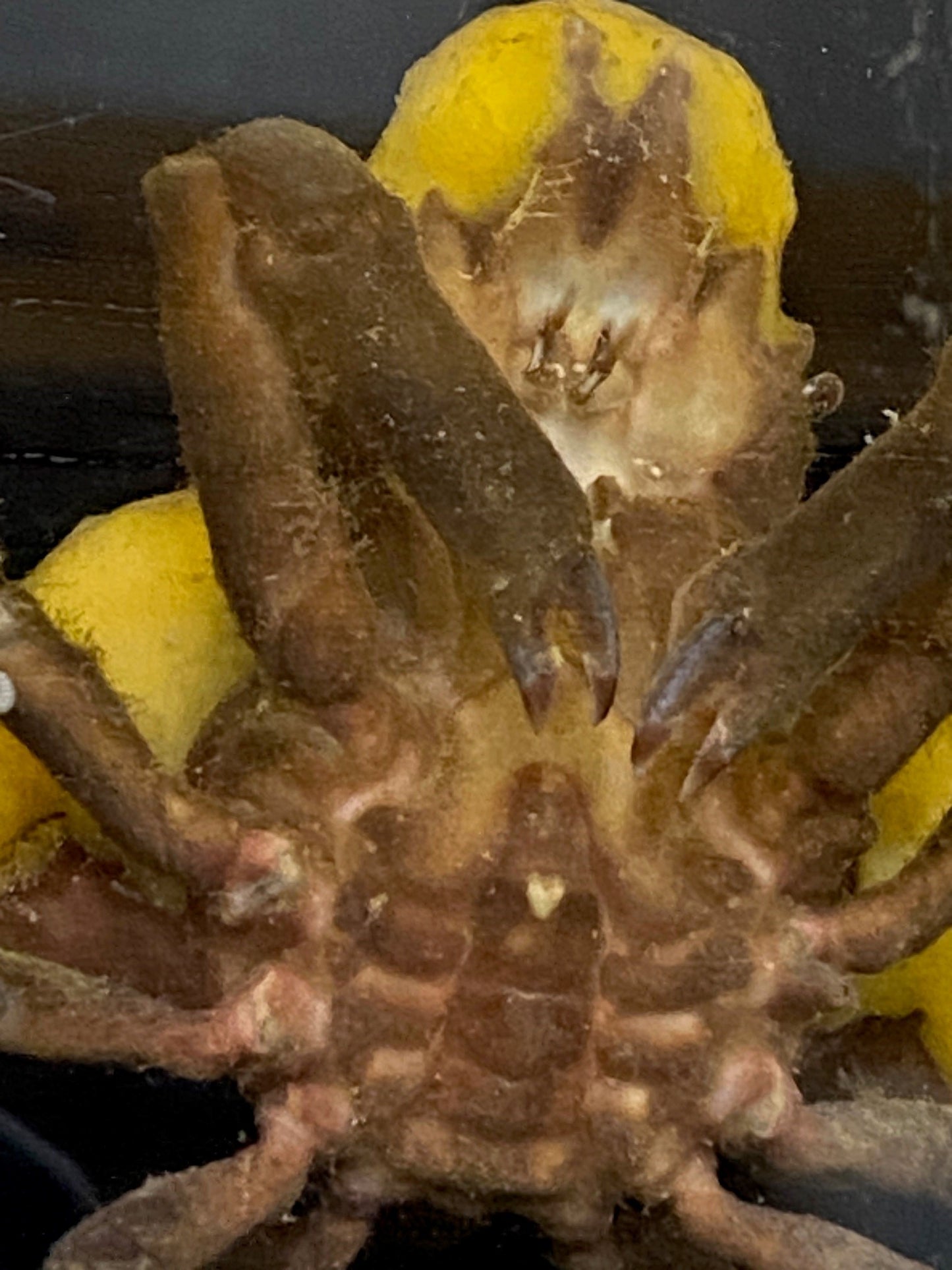 Decorator Crab -TBS Farm
