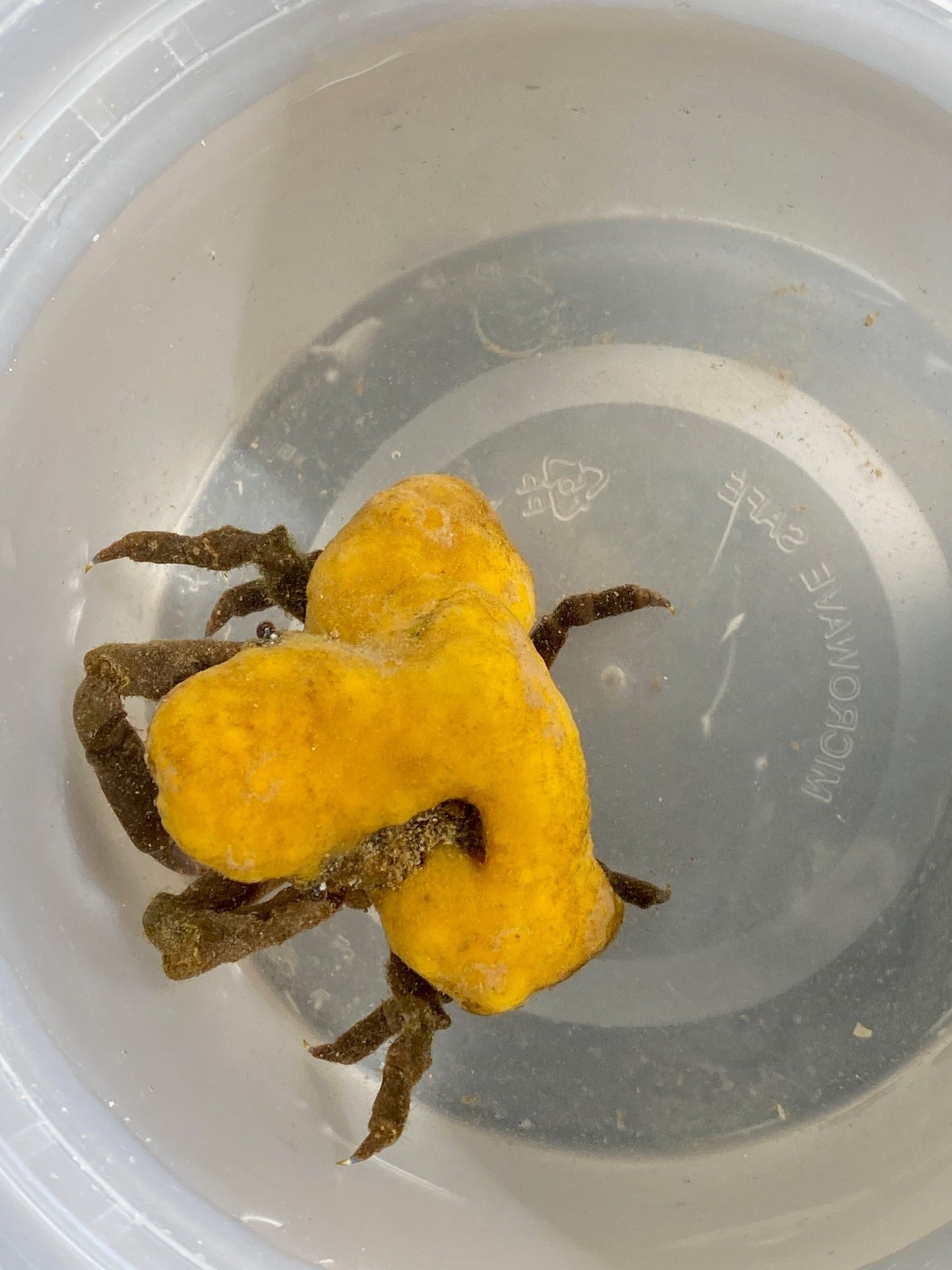 Decorator Crab -TBS Farm