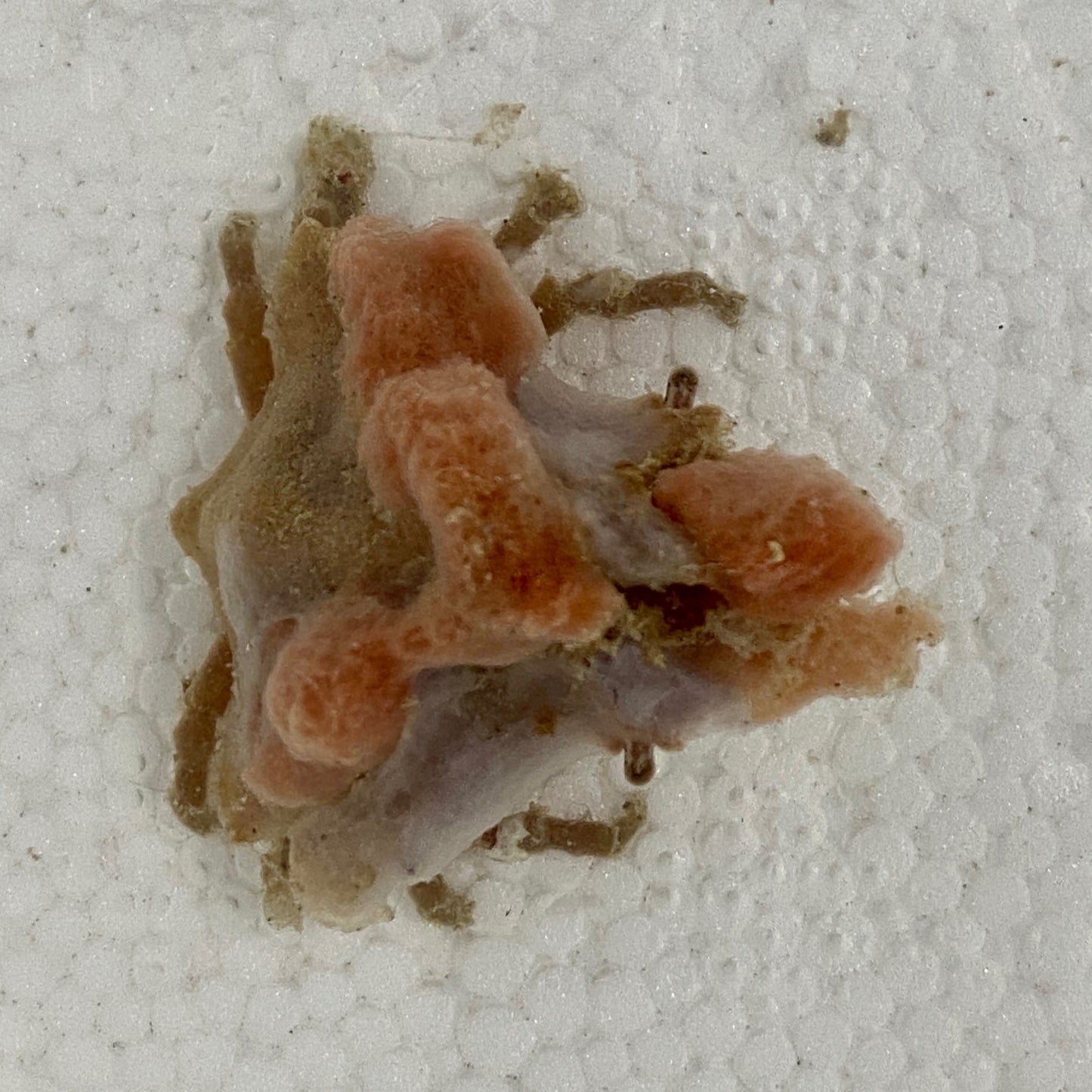 Decorator Crab -TBS Farm