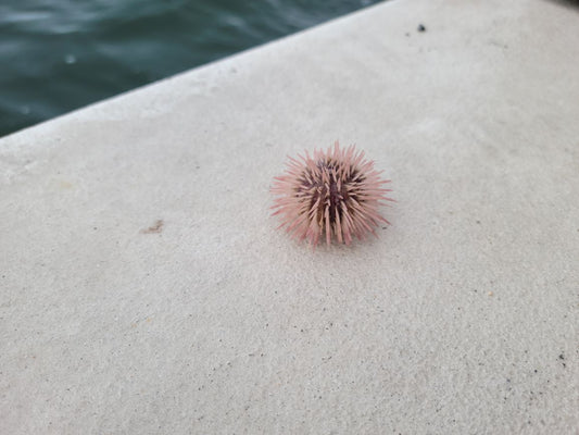 Pincushion Urchin - Lytechinus variegatus