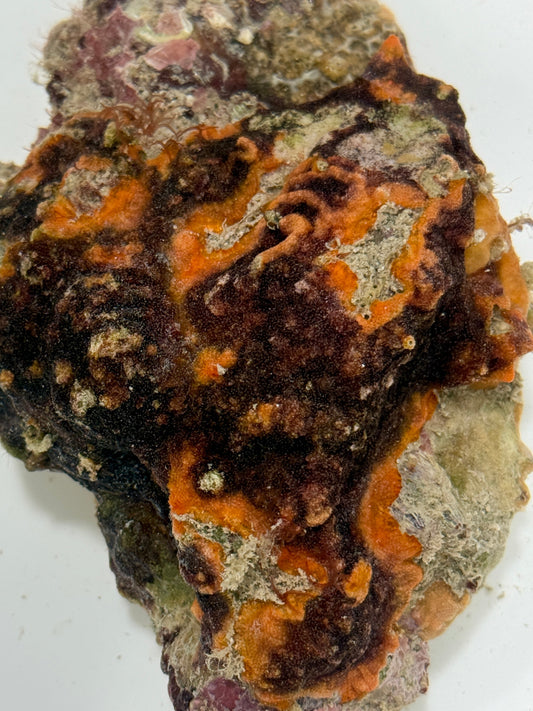 Molten Crust Bryozoa - possibly Cryptosula pallasiana