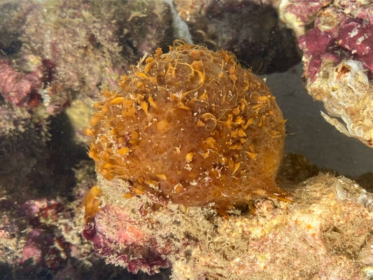 Orange Ball Sponge - Cinachyrella spp.