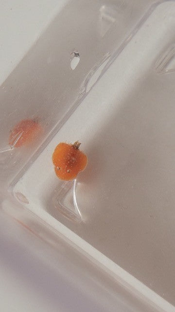 Nudibranch - Discodoris species