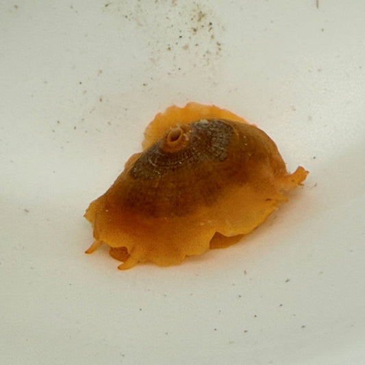 Fleshy Limpet - Fissurellidae Lucapina