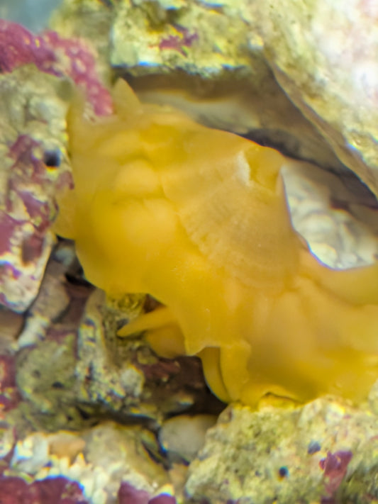 Fleshy Limpet - Fissurellidae Lucapina