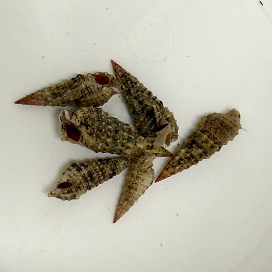 Florida Cerith Snail