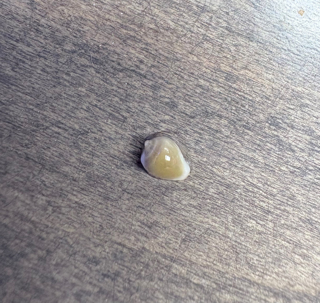 GK Snail tbd