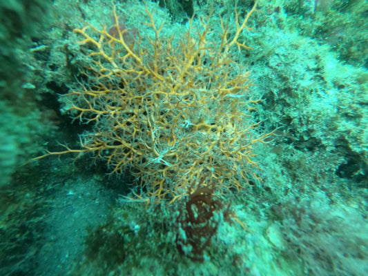 Basket Starfish - Astrophyton muriatum