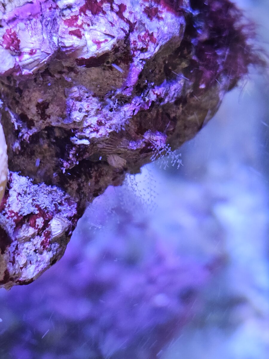 Zanclea Hydroid