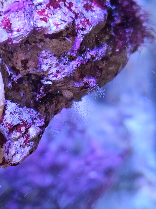 Zanclea Hydroid