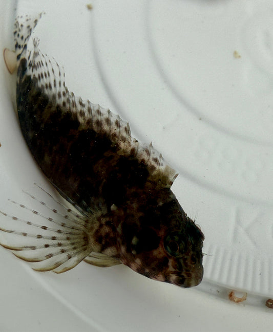 Rock Blenny - Chasmodes saburrae and other species