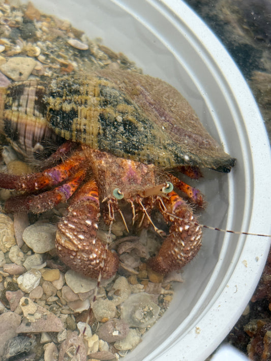 Giant Red Hermit with Cloak Anemone -Petrochirus diogenes and Calliactus tricolor