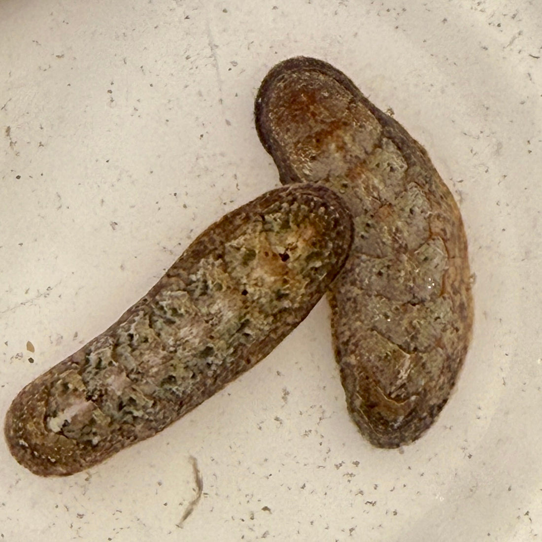 Chiton - Stenoplax floridanus