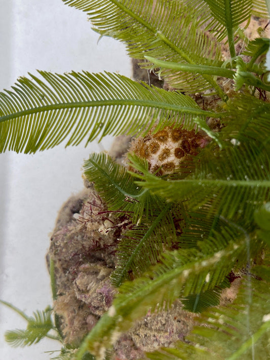 Macro Algae - Caulerpa sertulariodes