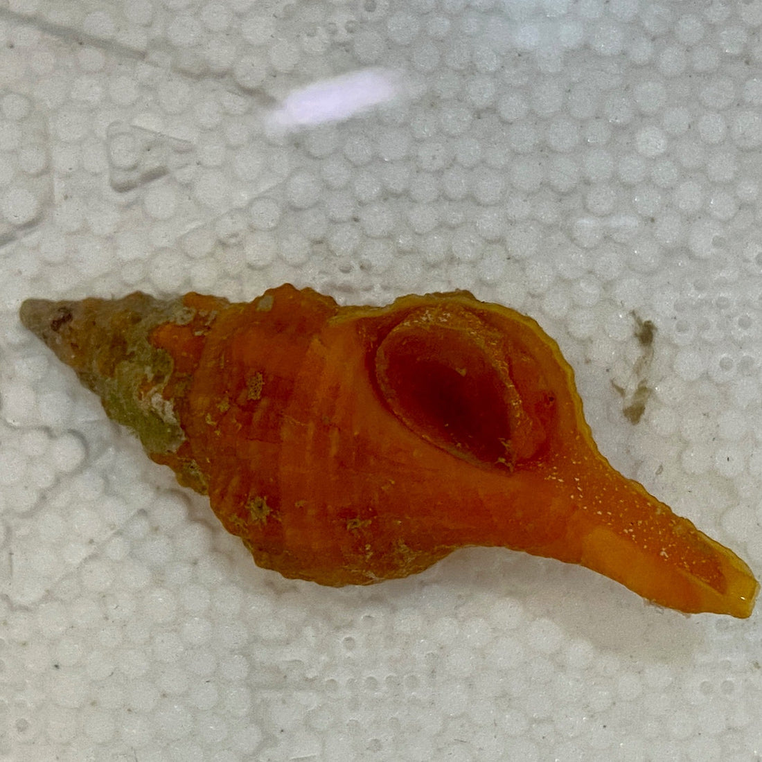 Horse Conch - Triplofusus giganteus